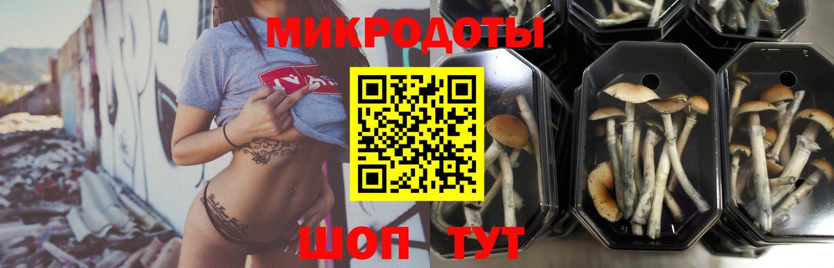 Псилоцибиновые грибы Cubensis Родники